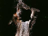 08小松树看错了